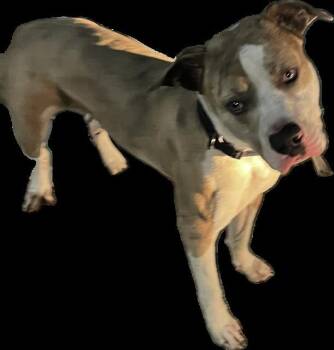KOKITO -  American Bulldog Dog for Adoption in Doral, Florida - KOKITO | PetCurious