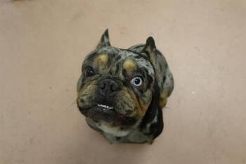 Mixed Breed Dogs Available for Adoption in Columbia, South Carolina - MURRAY | PetCurious