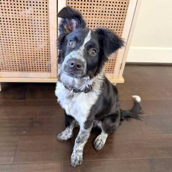 Tito -  Australian Cattle Dog Blue Heeler Dog for Adoption in Houston, Texas - Tito | PetCurious