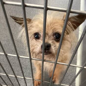 Silver -  Yorkshire Terrier Dog for Adoption in Montgomery, Alabama - Silver | PetCurious