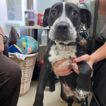 Cinderella -  Pit Bull Terrier Dog for Adoption in Lynchburg, Virginia - Cinderella | PetCurious