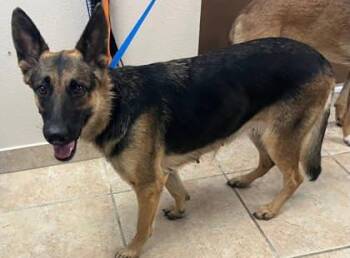 Rescue German Shepherd Dog Dogs for Adoption in Kirby, Texas - Heidi | PetCurious