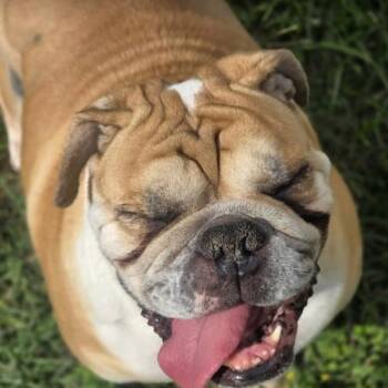 Lady -  English Bulldog Dog for Adoption in Austin, Texas - Lady | PetCurious