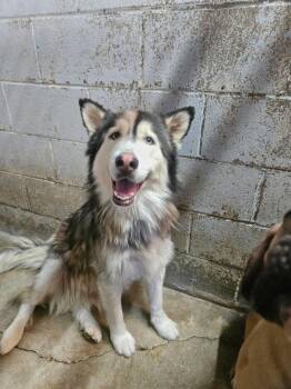 Mamacita -  Husky Dog Available for Adoption in El Centro, California - Mamacita | PetCurious