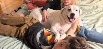 Labrador Retriever Dogs Available for Adoption - Sky | PetCurious