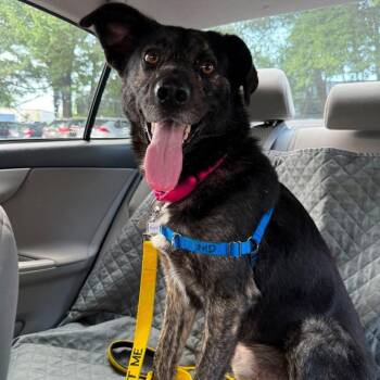 Rugrat -  Hound and Mixed Breed Dog for Adoption in Falls Church, Virginia - Rugrat | PetCurious