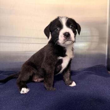 Cole Slaw -  Mixed Breed Dog for Adoption in Riverwoods, Illinois - Cole Slaw | PetCurious