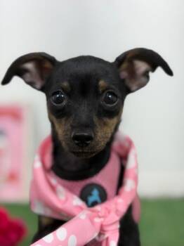 Claude-One of our Amazing Rescue Dogs -  Miniature Pinscher and Chihuahua Dog for Adoption in Carlsbad, California - Claude-One Of Our Amazing Rescue Dogs | PetCurious