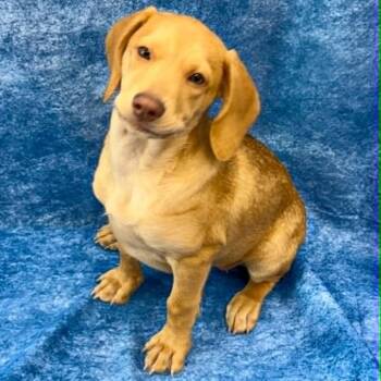 Posie -  Beagle Dog for Adoption in Rushville, Illinois - Posie | PetCurious
