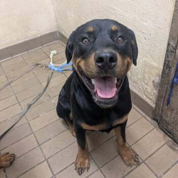 Damon -  Rottweiler Dog for Adoption in Birmingham, Alabama - Damon | PetCurious