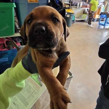 Mixed Breed Dogs Available for Adoption in Denison, Texas - Isaiah | PetCurious
