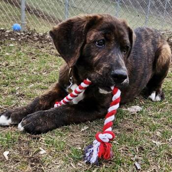 Labrador Retriever and Plott Hound Dogs Available for Adoption - Camden | PetCurious