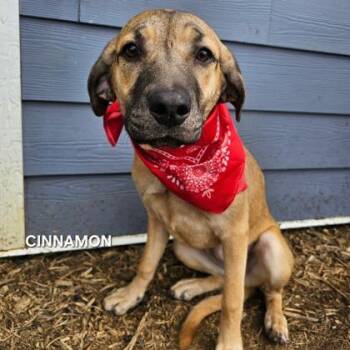 Mixed Breed Dogs Available for Adoption in Sevierville, Tennessee - Cinnamon Toast Crunch | PetCurious