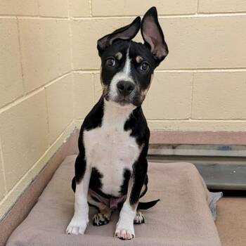 Rufus -  American Staffordshire Terrier Dog for Adoption in Walnut Creek, California - Rufus | PetCurious