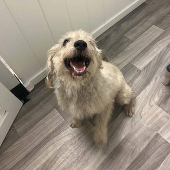 ROYAL -  Terrier Dog for Adoption in Graham, Washington - ROYAL | PetCurious