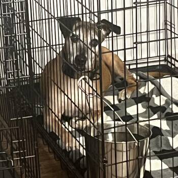Bentlei -  Terrier Dog for Adoption in St. Louis, Missouri - Bentlei | PetCurious