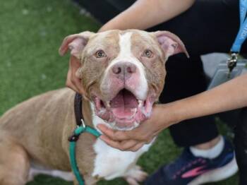 Bello -  Mixed Breed Dog for Adoption - Bello | PetCurious