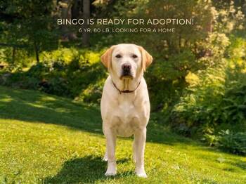 Bingo -  Yellow Labrador Retriever Dog for Adoption in Ossining, New York - Bingo | PetCurious