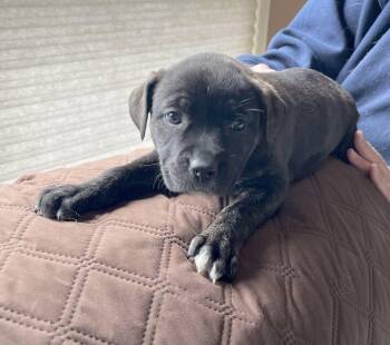 American Staffordshire Terrier and Boxer Dogs Available for Adoption - Sally Brown | PetCurious