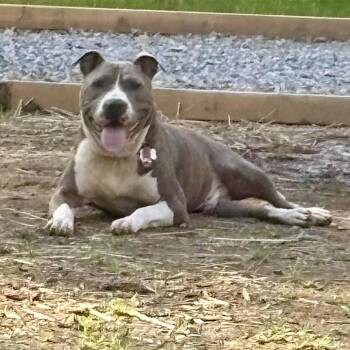 Rescue American Staffordshire Terrier and American Bully Dogs for Adoption in Franklin Township, New Jersey - Smoke | PetCurious
