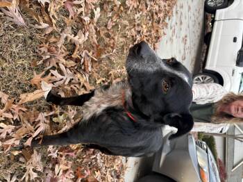 Rescue Australian Cattle Dog Blue Heeler and Australian Kelpie Dogs for Adoption in Roswell, Georgia - Gib | PetCurious