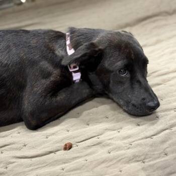 Sandy -  Mixed Breed and Labrador Retriever Dog for Adoption in Ashtabula, Ohio - Sandy | PetCurious
