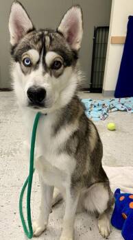 *Elvis* -  Siberian Husky Dog for Adoption in Salt Lake City, Utah - *Elvis* | PetCurious