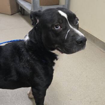 Rescue Corgi and Pit Bull Terrier Dogs for Adoption in Lynchburg, Virginia - Doodle Bob | PetCurious