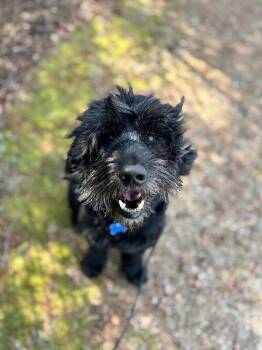 Schnauzer and Mixed Breed Dogs Available for Adoption - Duane | PetCurious