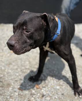 Luke -  Mixed Breed Dog for Adoption in Mckeesport, Pennsylvania - Luke | PetCurious
