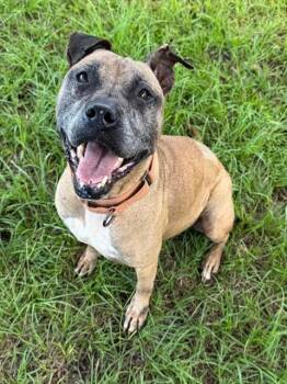Mixed Breed Dogs Available for Adoption in Palmetto, Florida - BELLA | PetCurious