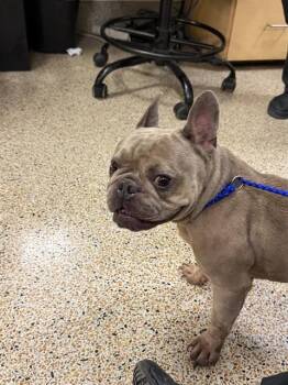 TROPICAL -  French Bulldog Dog for Adoption in Doral, Florida - TROPICAL | PetCurious