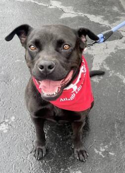 American Bulldog and Boxer Dogs Available for Adoption - Bonnie Sweetheart Had Professional Training Ready For Her Foreve | PetCurious