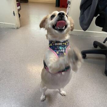 Zola -  Chihuahua and Mixed Breed Dog for Adoption in Pasadena, California - Zola | PetCurious
