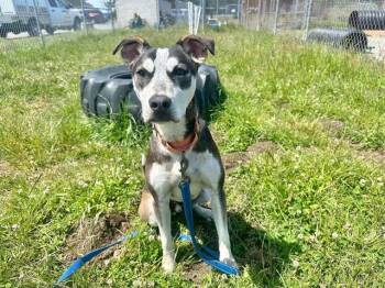 Siberian Husky and Mixed Breed Dogs Available for Adoption in Mckinleyville, California - BUBBLES | PetCurious