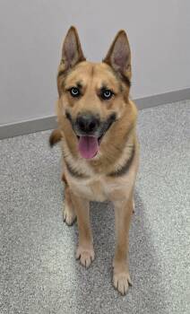 Shepherd and Husky Dogs Available for Adoption - Reuben | PetCurious