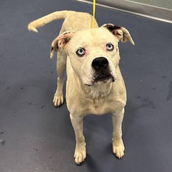 Caspian -  Pit Bull Terrier Dog for Adoption in Greensboro, North Carolina - Caspian | PetCurious