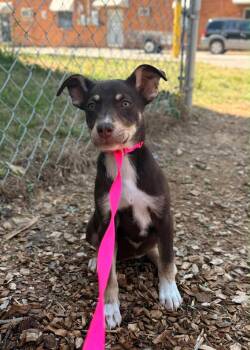 Mixed Breed Dogs Available for Adoption in Huntsville, Alabama - Bliss | PetCurious