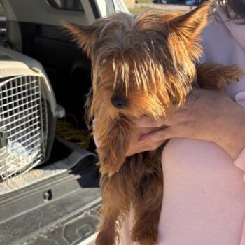 Binky -  Yorkshire Terrier Dog for Adoption in Normal, Illinois - Binky | PetCurious