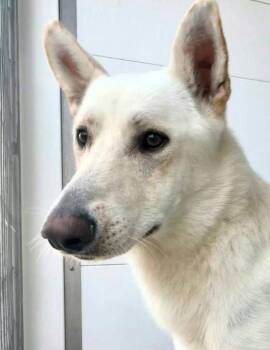 Chucky -  White German Shepherd Dog for Adoption in Phoenix, Arizona - Chucky | PetCurious
