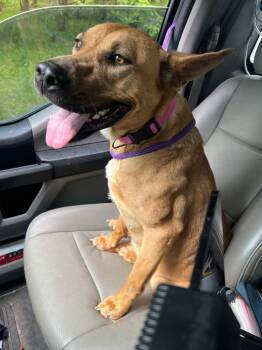 Shepherd Dogs Available for Adoption in Winder, Georgia - 2026-04-118 *Shae* | PetCurious