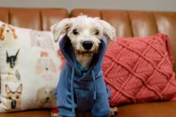 Rescue Poodle Dogs for Adoption in Frankfort, New York - Sally Sparkle | PetCurious