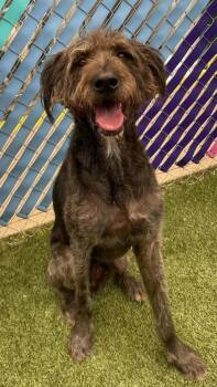 Shaggy -  Irish Wolfhound and Mixed Breed Dog for Adoption in Fort Worth, Texas - Shaggy | PetCurious