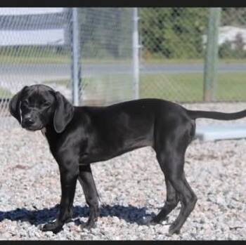Tessie -  Labrador Retriever Dog for Adoption in Statesville, North Carolina - Tessie | PetCurious
