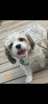 Rusty & Luna -  Shih Tzu Dog for Adoption in Harrisburg, Pennsylvania - Rusty & Luna | PetCurious