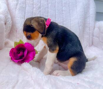 Mixed Breed Dogs Available for Adoption in Murray, Kentucky - Winona | PetCurious