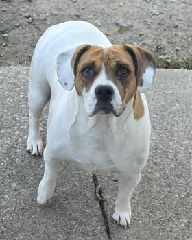 Hazel -  Beagle and Bulldog Dog for Adoption in Momence, Illinois - Hazel | PetCurious