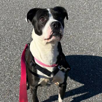 Oreo -  Mixed Breed Dog for Adoption in South Burlington, Vermont - Oreo | PetCurious
