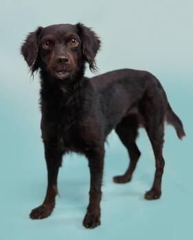 Spaniel and Dachshund Dogs Available for Adoption - Kombangwa (Soi Dog) | PetCurious