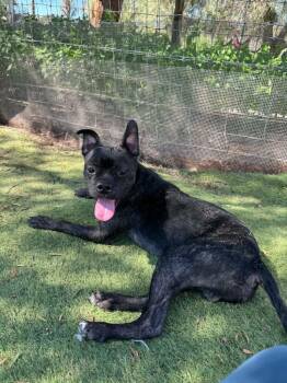 Boston Terrier Dogs Available for Adoption - Midnight | PetCurious